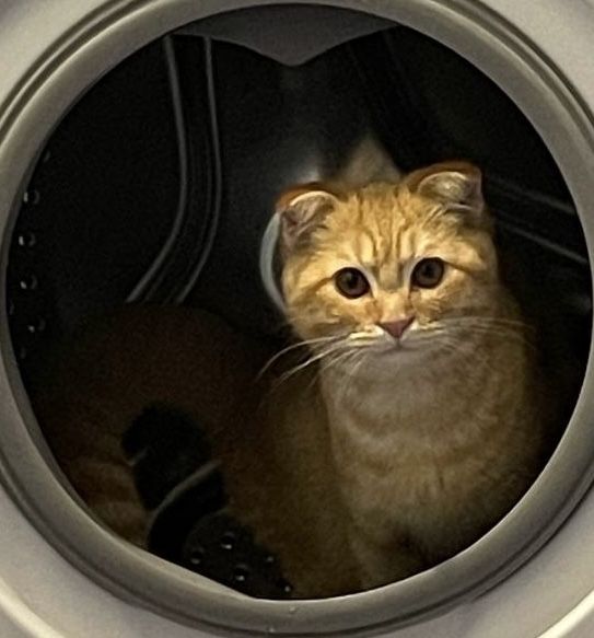 Mushuk 7.8 oylik ogilbola