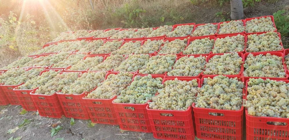 Struguri de vin adusi acasa diverse soiuri albi-negri, preț producător livrare la locație în jud. Tulcea - Constanța