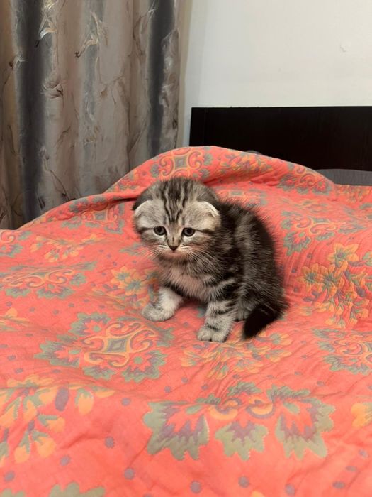 Продам шотландский котенек