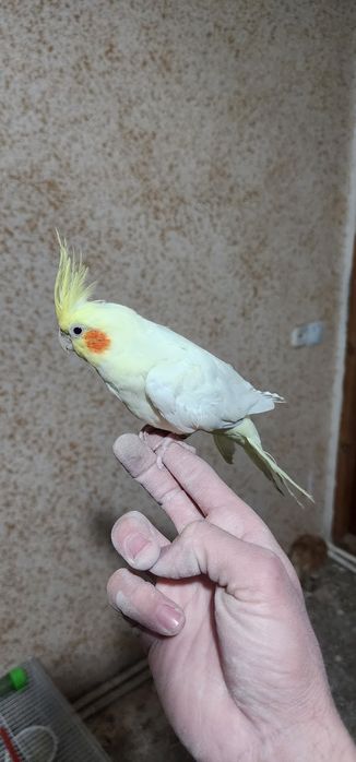 Ruchnoy karellalar sotiladi