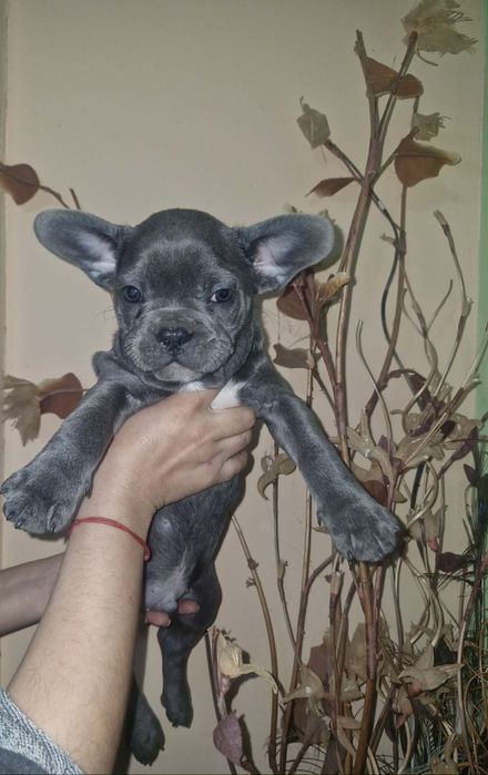 Френски булдочета