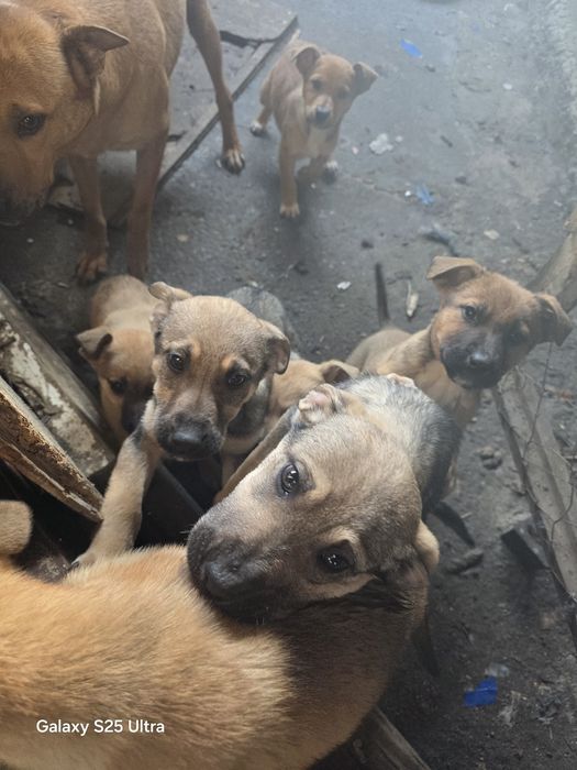 Щенки щенки бесплатно