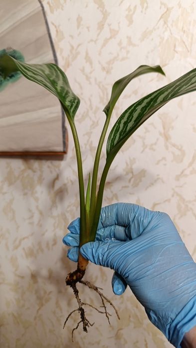 Аглонема Страйпс , крупномер