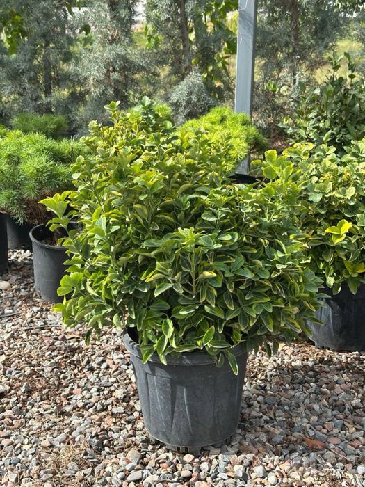 Шаровой Euonymus Gold Италия