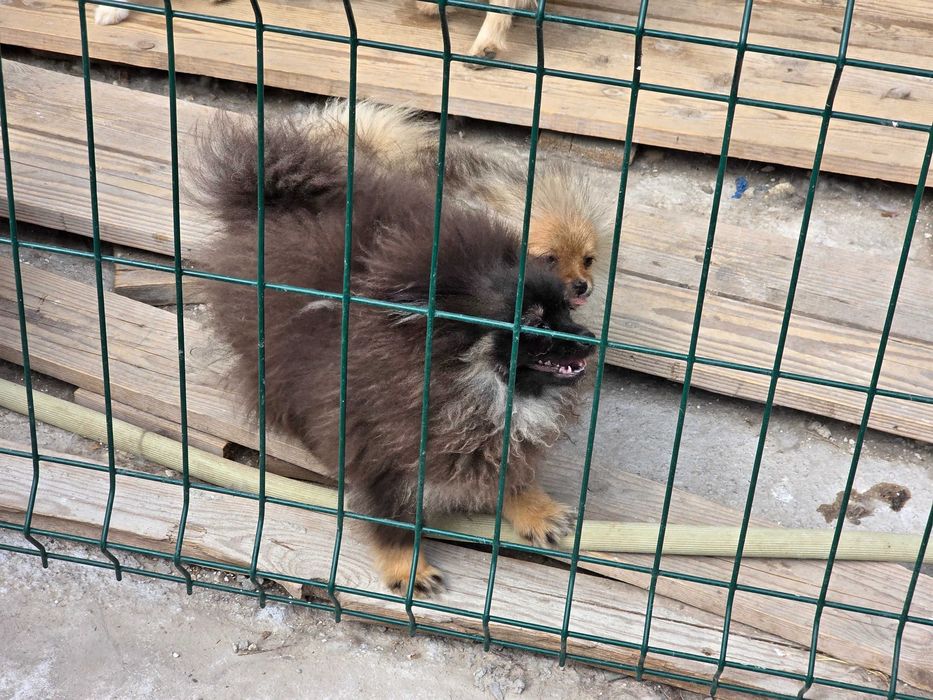 Мъжки Померан на 6мес Ваксиниран