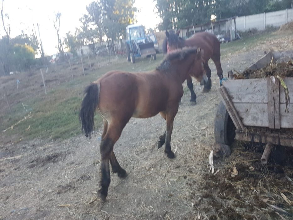 Vând mânz de 6 luni