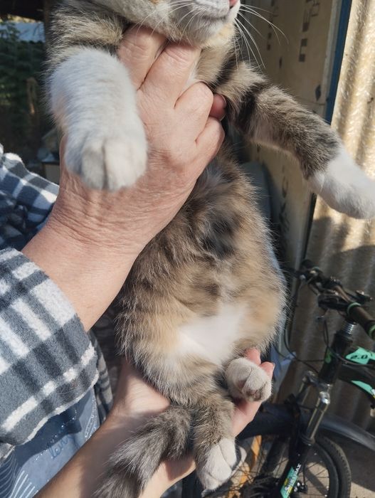 Отдам котят в добрые руки