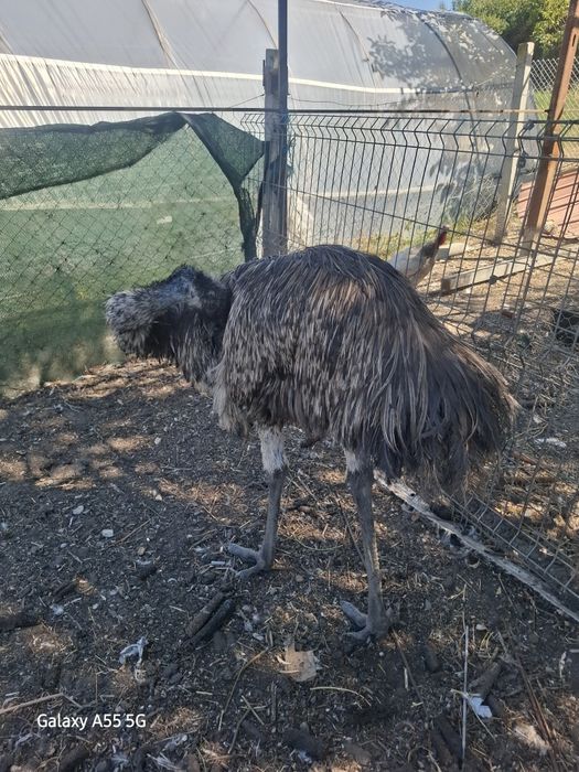 Vand mascul emu in varsta de 2 ani