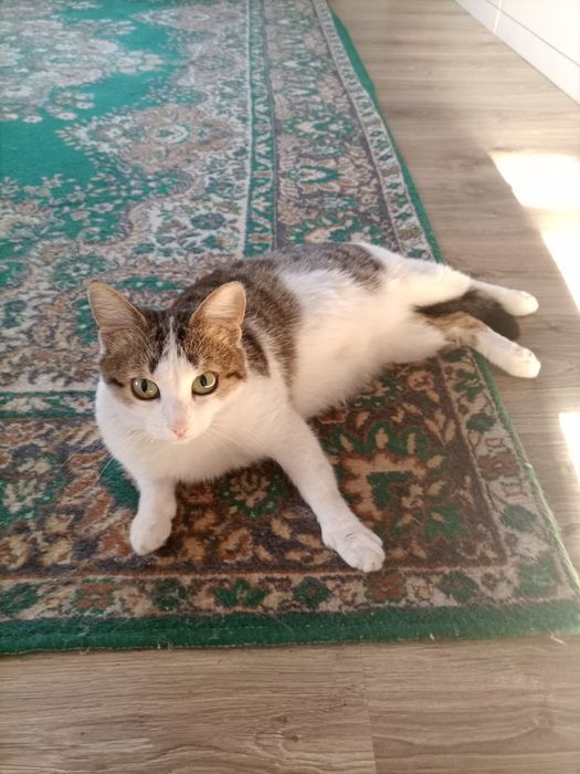 Отдам бесплатно кошку