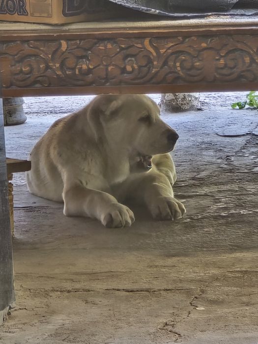 Turkman alabay 2.5oylik