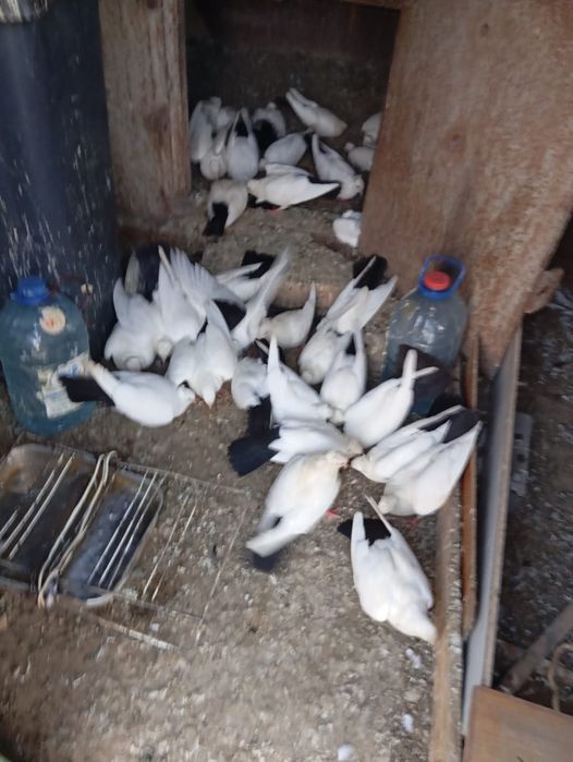 Голубятник / бакинские голуби