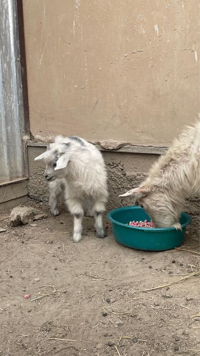 Орыс Ешки лагымен сатылады!