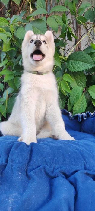Продаются щенки Сибирский Хаски