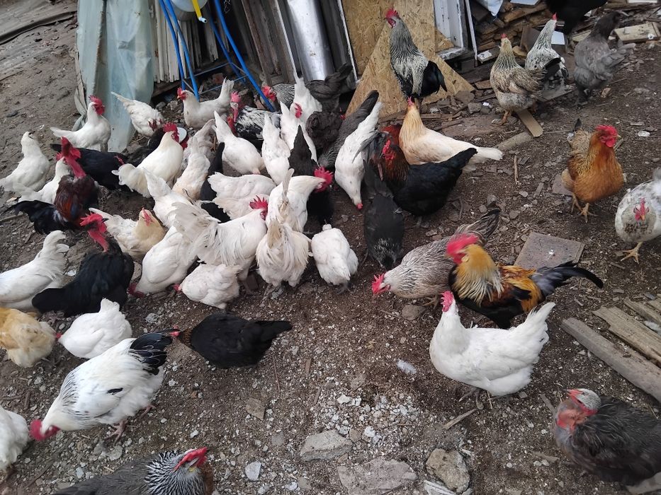 Oua de incubat mixte