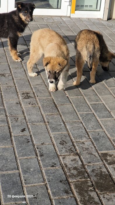 Трое щенков ищут добрых хозяев