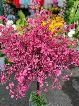 Офислар учун дарахт