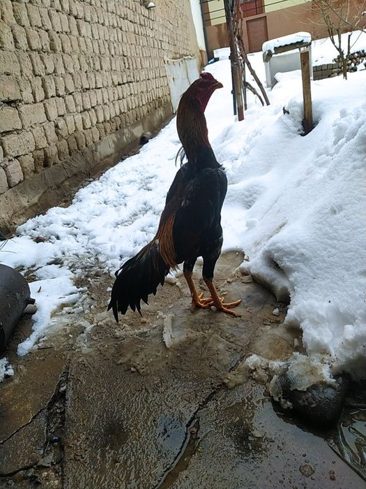 Dakan xoroz sotiladi