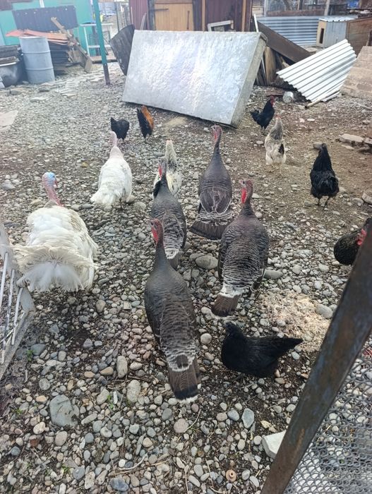 Индюки индюки индюки