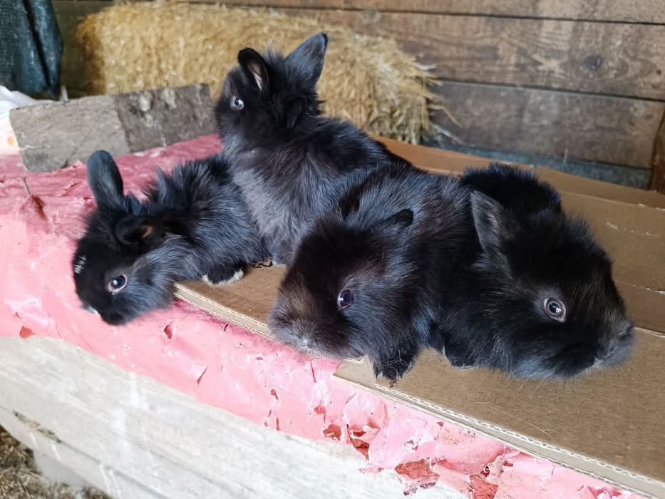 Vând iepuri cap de leu pui și maturi