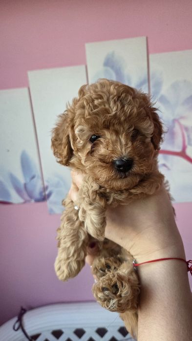 Той пуделчета,момче и момиче.