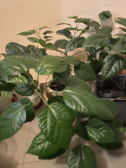 Китайска роза