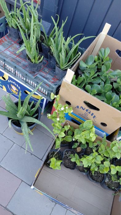 Продам комнатные цветы . Очень красивые разные