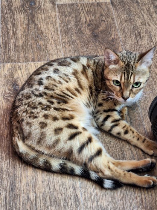 Передержка кошек