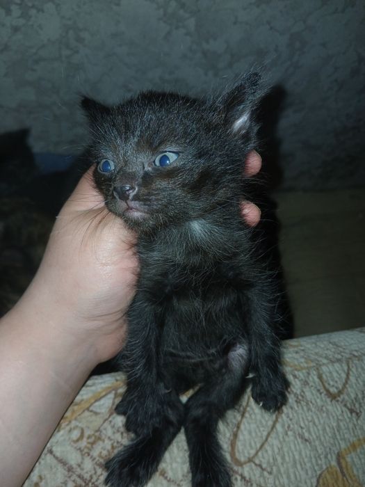 От дам котят в хорошие руки