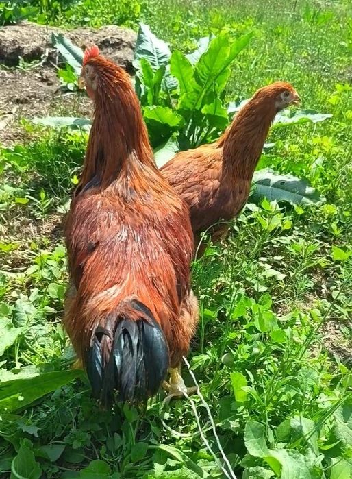 Ханхяп курица, петух