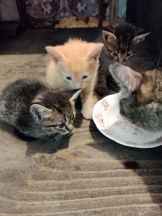 Котята крассивые