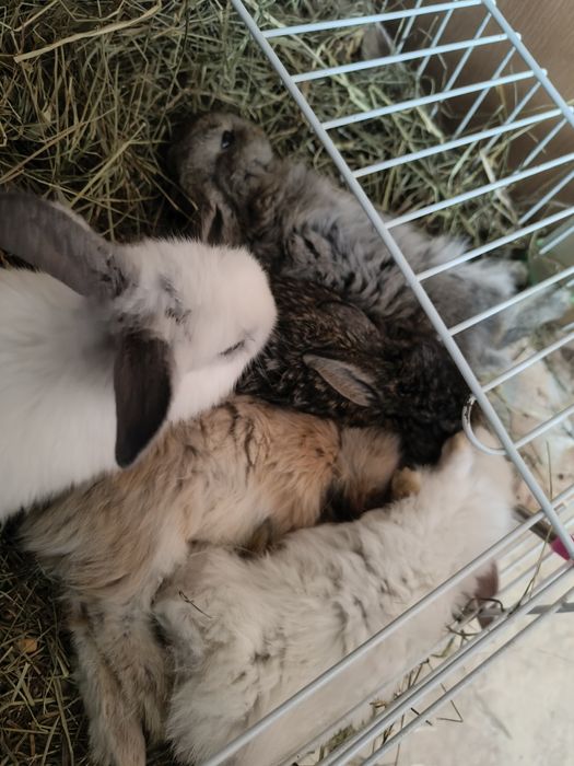 Крольчата домашние