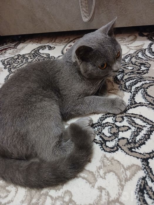 Британский Котик