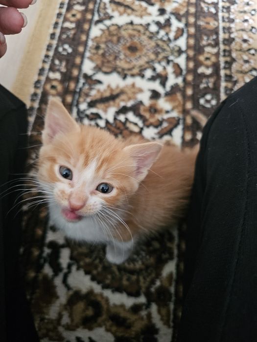 Отдам котят в хорошие руки