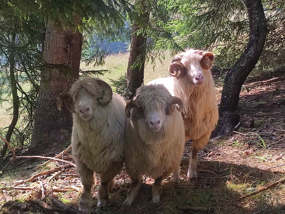 Disponibile oi și berbeci