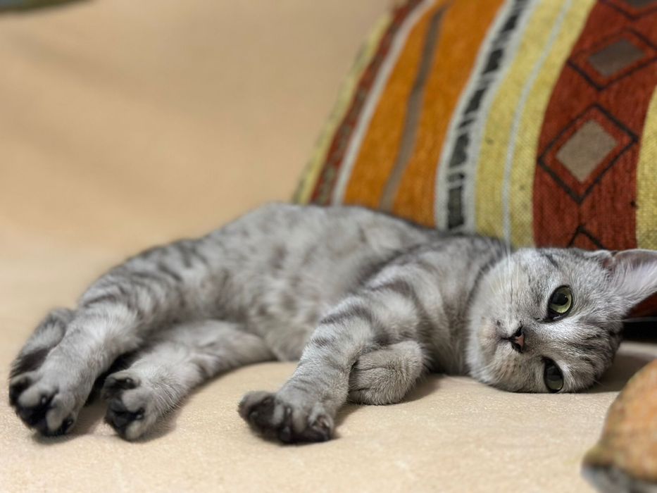 Кошечка ищет дом