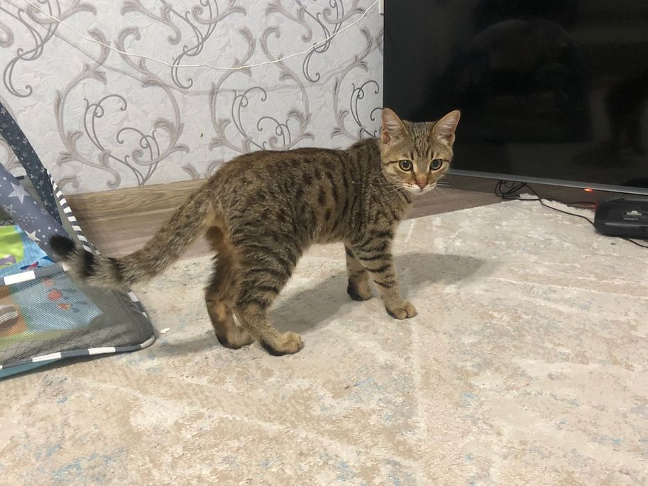 Отдам котенка мальчик