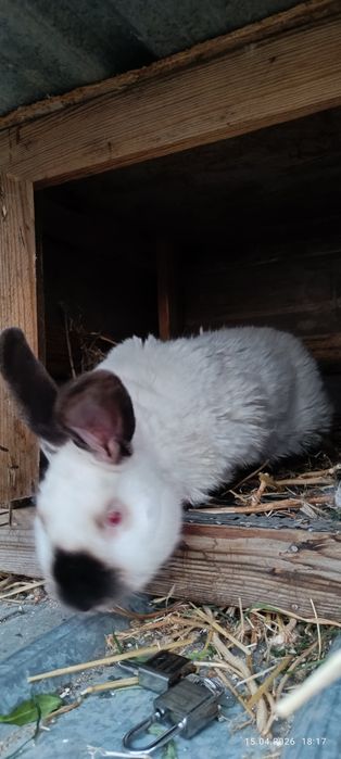 Чистапародная крол рабочий