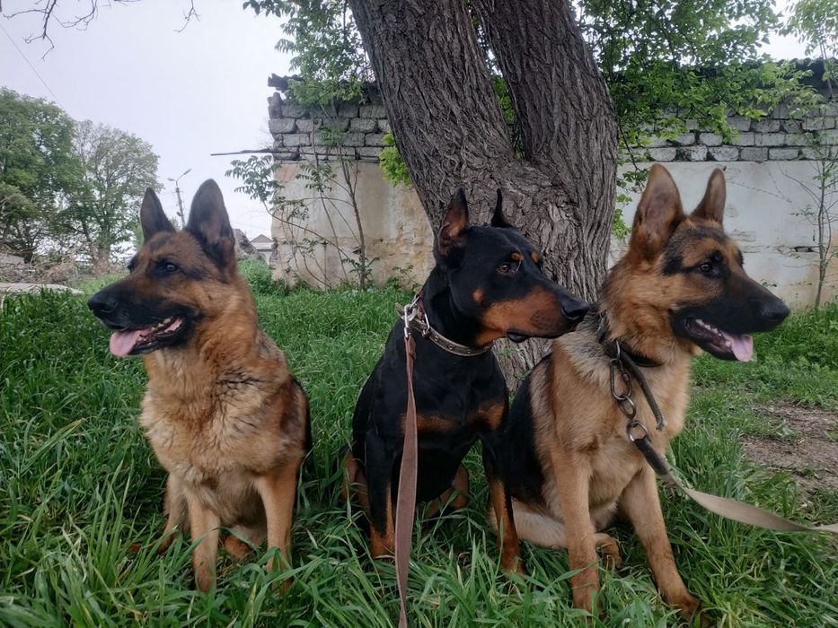 Передержка и выгул собак (кошек )