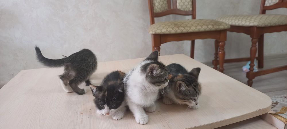 Котята котенок домашние