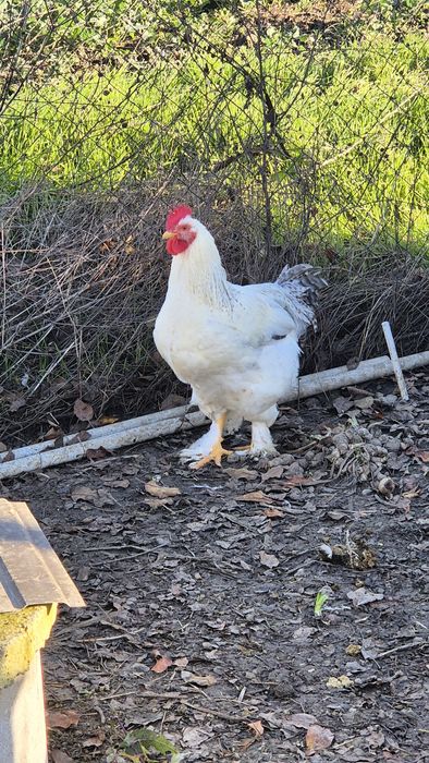 Păsări de vânzare