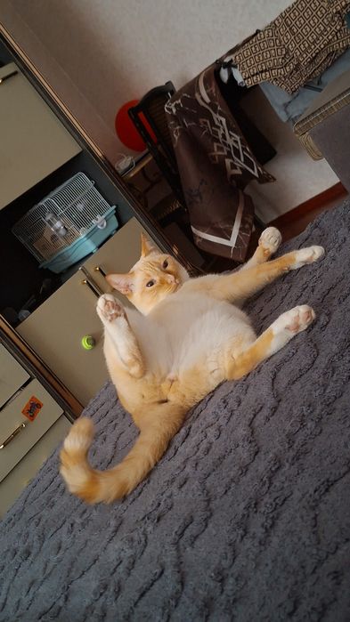 Отдам Кота бесплатно