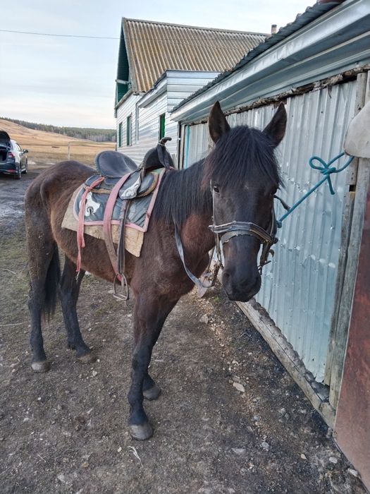 Лошадь верховой.