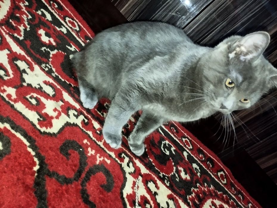 ‼️Породистый Котёнок Британец‼️