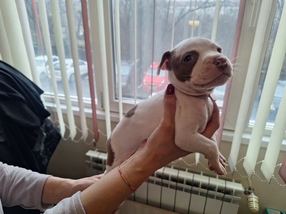 Американски Питбул териер