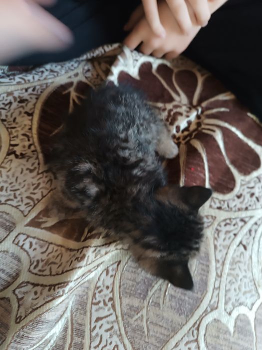 Сера белые котята один котёнок
