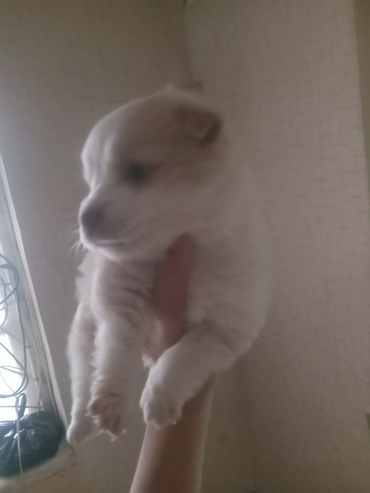 It bolasi hadya qilaman non yeydi tishi chiqqan