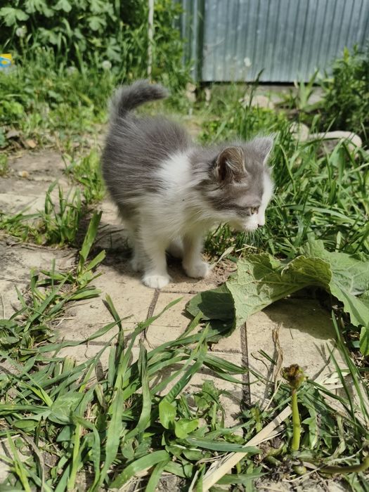Котята крысыловка.