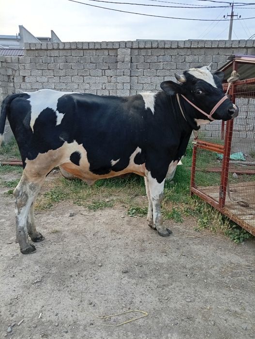 Buqa sotiladi qiziqala