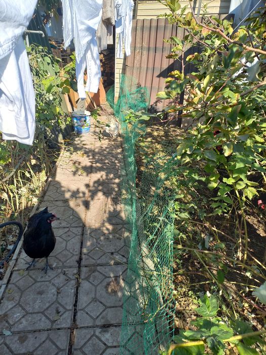 Продам сетку для ограждения