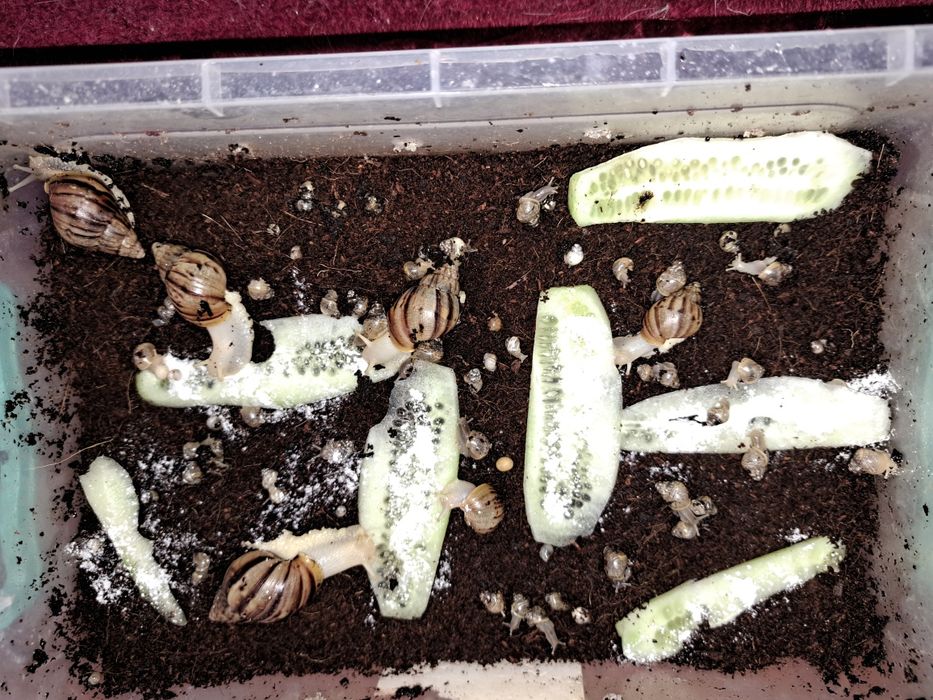 Улитка тоза сотилади